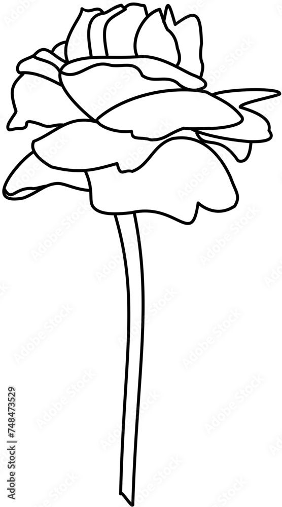 Obraz premium Beauty single Rose doodle outline