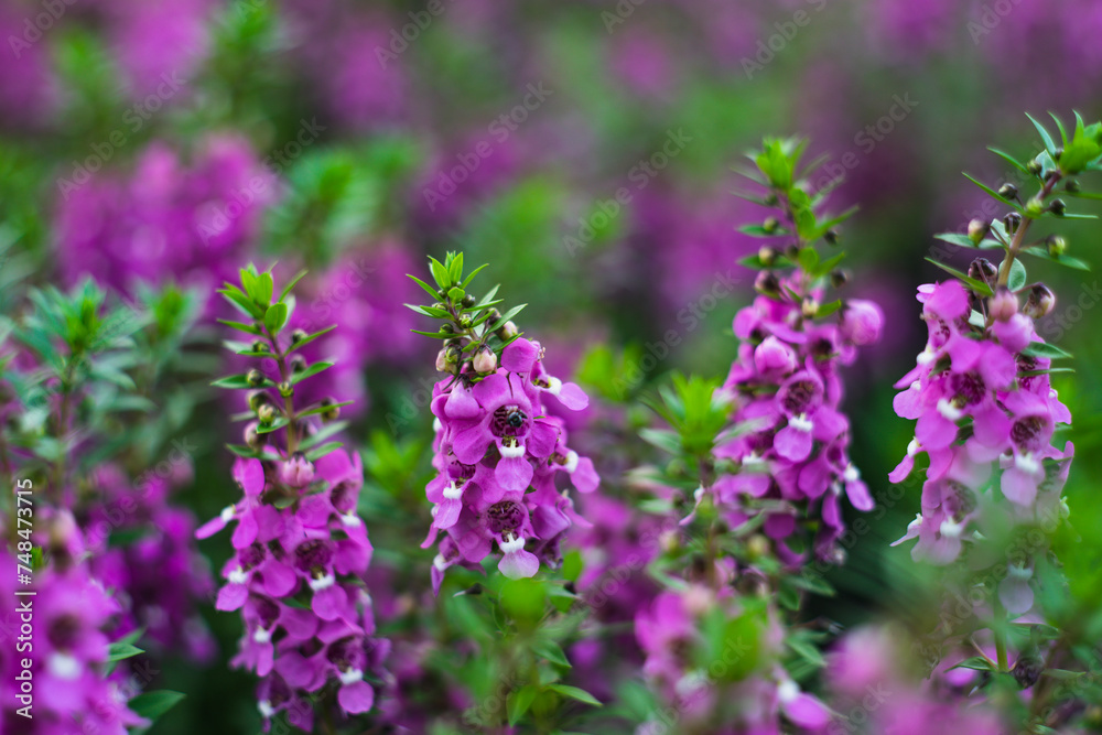 originates from France and is one of the most loved flowers worldwide.Lavender has become a symbol of serenity, sophistication and romance.Lavender has slender and thin leaves, 