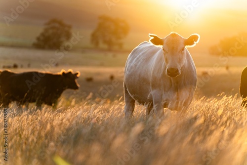 cow in a field at sunset on a summer in a dry drought in summer in australia on at agricultural farm photo