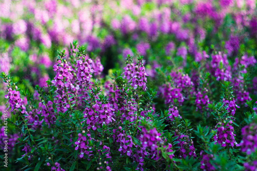 originates from France and is one of the most loved flowers worldwide.Lavender has become a symbol of serenity, sophistication and romance.Lavender has slender and thin leaves, 