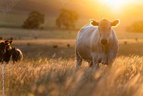 Fat Beef cows grazing on native grasses in a field on a farm practicing regenerative agriculture in Australia. Hereford cattle on pasture. livestock Cows in a field at sunset with golden light. photo