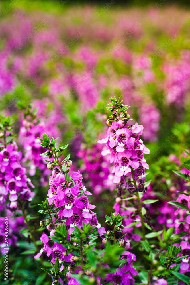 Obraz premium originates from France and is one of the most loved flowers worldwide.Lavender has become a symbol of serenity, sophistication and romance.Lavender has slender and thin leaves, 