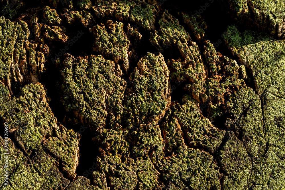 Bark in a circular shape with moss
