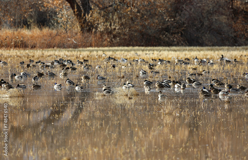 Ducks on wetland - Bosque del Apache National Wildlife refuge, New Mexico