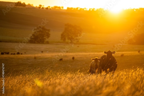 fat Beef cows and calfs grazing on grass in south west victoria, Australia. in summer grazing on dry tall pasture. breeds include angus and murray grey livestock photo