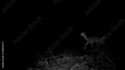 Night vision footage of a doe looking around photo