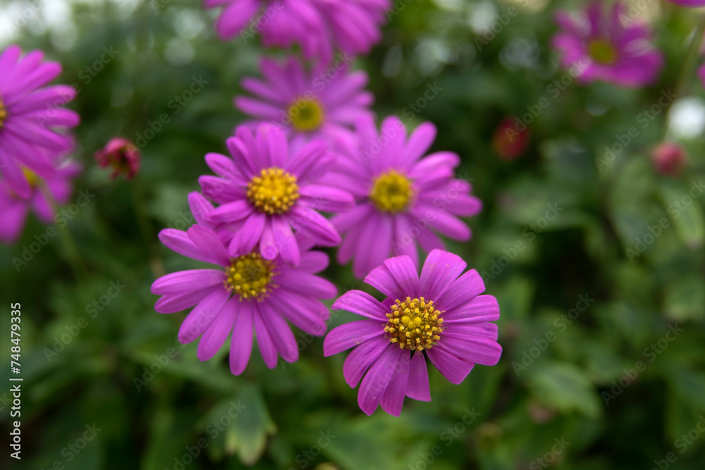 Flowers in the botanical garden Flowers in the botanical garden