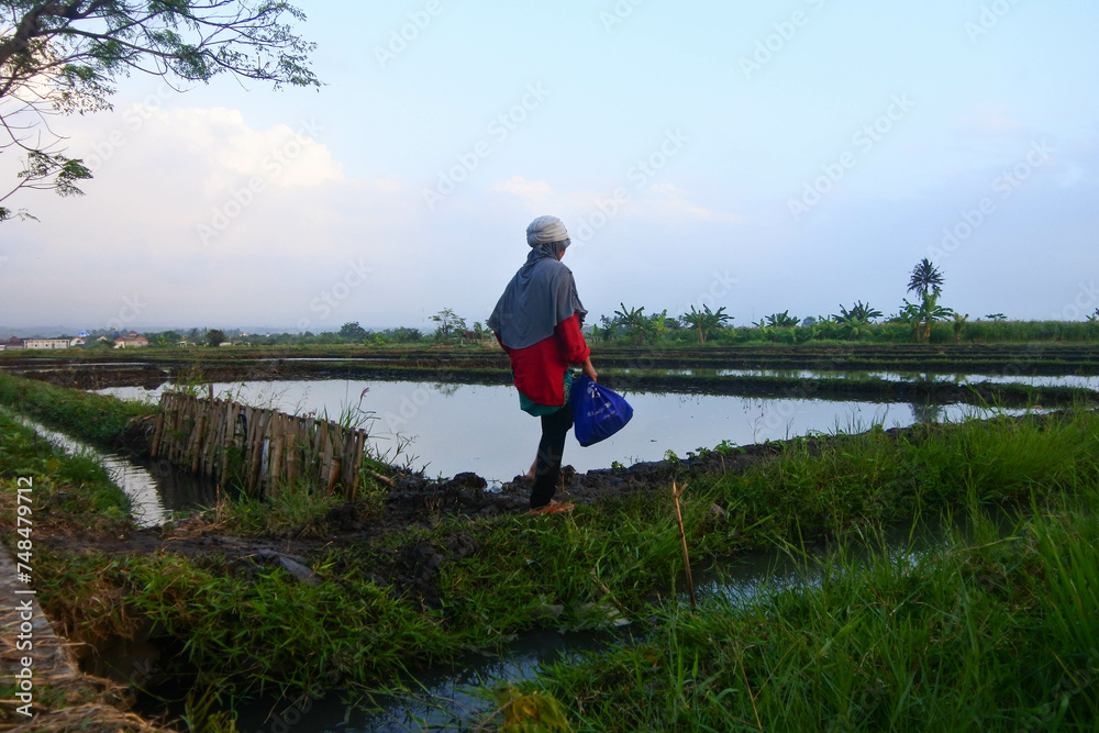 A woman walking over the rice field.