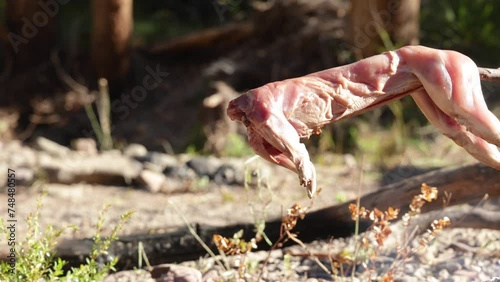 Close up shot of a skinned rabbit being cooked on a spit over a campfire. photo