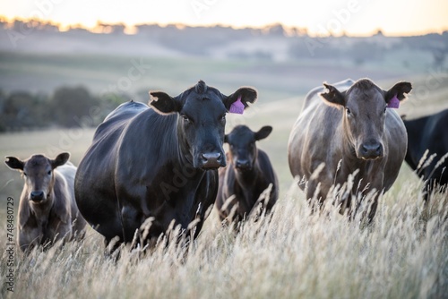 Fat Beef cows grazing on native grasses in a field on a farm practicing regenerative agriculture in Australia. Hereford cattle on pasture. livestock Cows in a field at sunset with golden light.