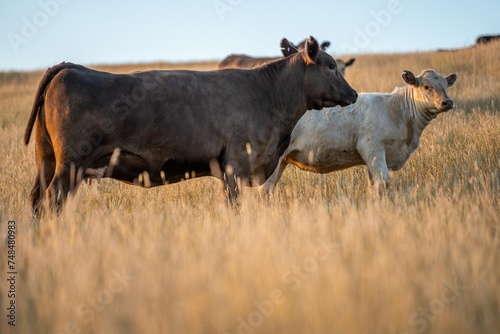 Fototapeta Naklejka Na Ścianę i Meble -  Stud Angus cows in a field free range beef cattle on a farm. Portrait of cow close up in summer.