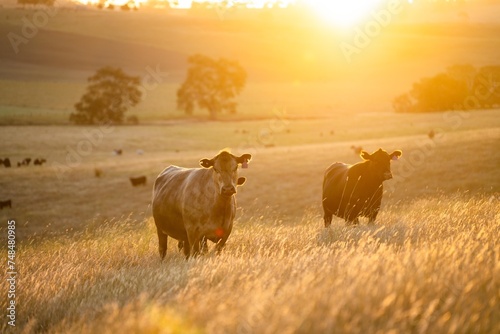 Portrait of Cows in a field grazing. Regenerative agriculture farm storing co2 in the soil with carbon sequestration. tall long pasture in a paddock on a farm in australia in a drought photo