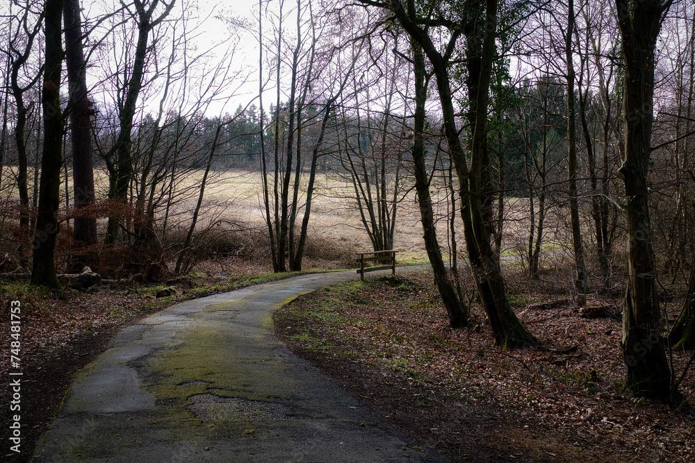 Ein Waldweg mit einem kleinen Holzgeländer und einem Bach am Rand führt aus dem Wald hinaus zu einem Feld Ein Waldweg mit einem kleinen Holzgeländer und einem Bach am Rand führt aus dem Wald hinaus zu einem Feld