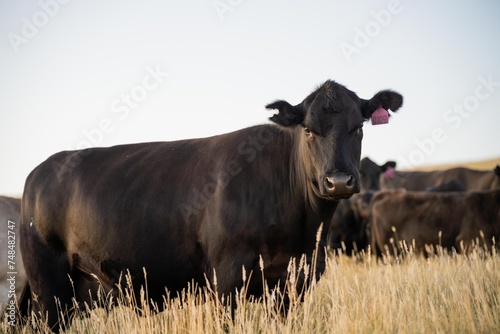 Fototapeta Naklejka Na Ścianę i Meble -  Fat Beef cows grazing on native grasses in a field on a farm practicing regenerative agriculture in Australia. Hereford cattle on pasture. livestock Cows in a field at sunset with golden light.