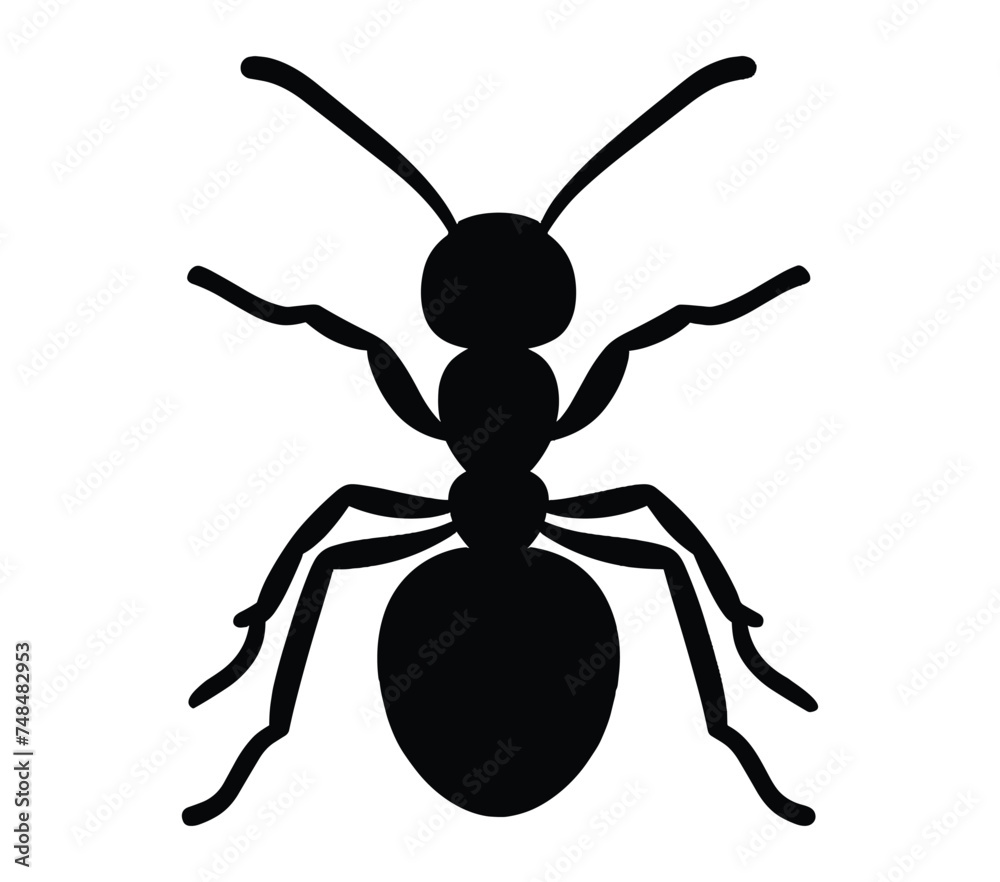 Black and white vector illustration of Acacia Ant. Black and white vector illustration of Acacia Ant.