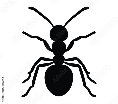 Black and white vector illustration of Acacia Ant.