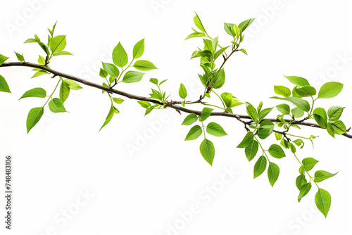 Fresh spring green leaves on a branch isolated on white background  with ample copy space  suitable for nature themes and environmental concepts