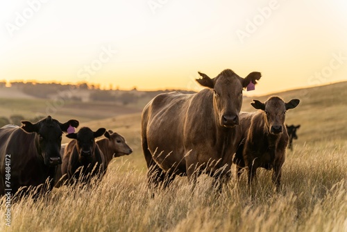 stud cattle, herd of fat cows and calves in a field on a regenerative agriculture farm. tall dry grass in summer in australia photo
