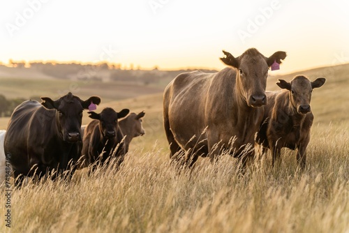 Portrait of Cows in a field grazing. Regenerative agriculture farm storing co2 in the soil with carbon sequestration. tall long pasture in a paddock on a farm in australia in a drought © Phoebe