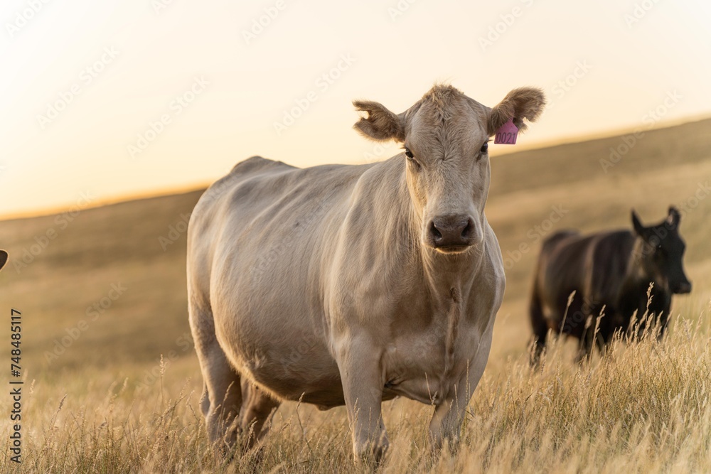 Portrait of Cows in a field grazing. Regenerative agriculture farm storing co2 in the soil with carbon sequestration. tall long pasture in a paddock on a farm in australia in a drought Portrait of Cows in a field grazing. Regenerative agriculture farm storing co2 in the soil with carbon sequestration. tall long pasture in a paddock on a farm in australia in a drought