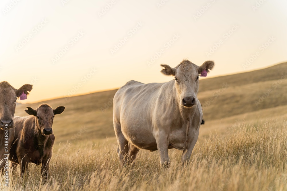 cow in a field at sunset on a summer in a dry drought in summer in australia on at agricultural farm cow in a field at sunset on a summer in a dry drought in summer in australia on at agricultural farm