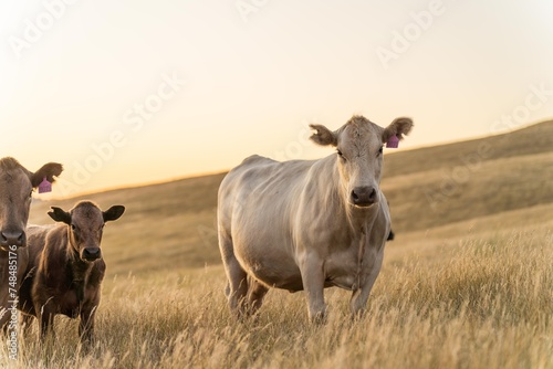 cow in a field at sunset on a summer in a dry drought in summer in australia on at agricultural farm © William