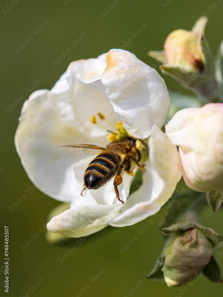 apple tree flowers with bee in spring. apple tree flowers with bee in spring.