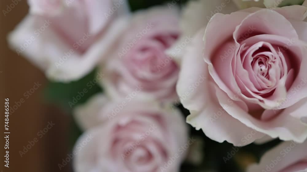 Soft Pink Roses with no imperfections in a bright modern living room with gold velvet lounge chair in the background Soft Pink Roses with no imperfections in a bright modern living room with gold velvet lounge chair in the background