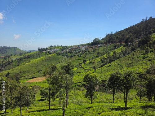 Tea plantation or Tea Gardens in the morning , Coonoor, Tamil Nadu,India.  photo