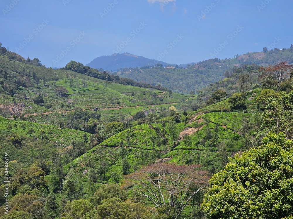 Beautiful mountain valley in  Coonoor, Tamil Nadu, India. 