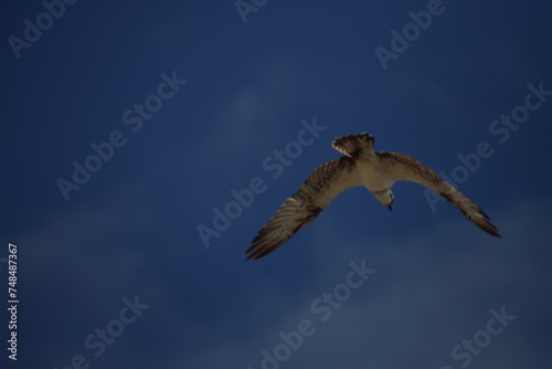 An Osprey Flying Over Rottnest Island, Western Australia.
