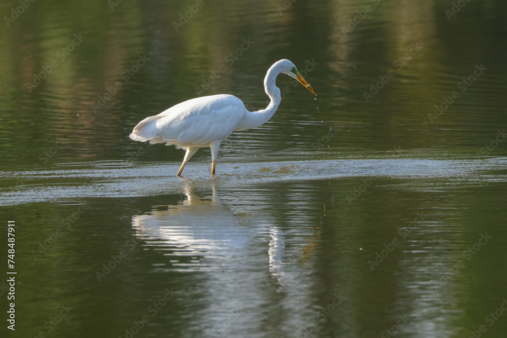 Fototapeta premium a fishing great egret in a pond
