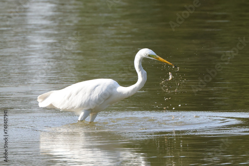 a white egret eats a fish