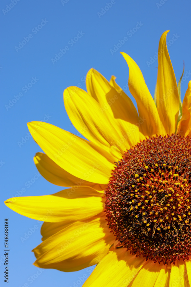 Naklejka premium sunflower with blue sky background