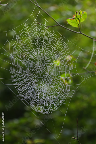 spider web with dew drops in the green forest
