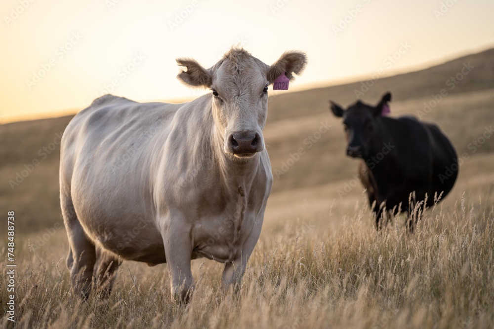 cow in a field at sunset on a summer in a dry drought in summer in australia on at agricultural farm cow in a field at sunset on a summer in a dry drought in summer in australia on at agricultural farm