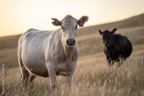 cows and calfs grazing on dry tall grass on a hill in summer in australia. beautiful fat herd of cattle on an agricultural farm in an australian in summer