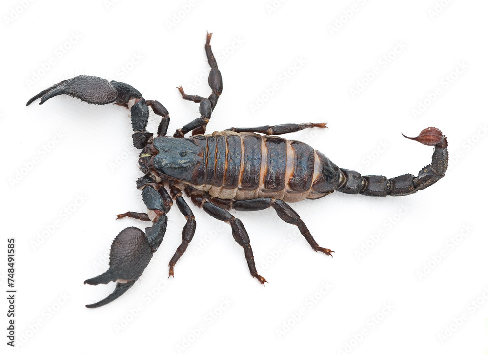 Scorpion, predator and dangerous insect with stinger, tail or venom on a white studio background. Closeup of creepy wildlife creature, animal or killer with pinchers of venomous bug on mockup space Scorpion, predator and dangerous insect with stinger, tail or venom on a white studio background. Closeup of creepy wildlife creature, animal or killer with pinchers of venomous bug on mockup space