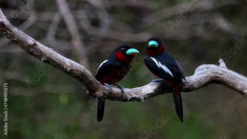 One hops around to face each other then they look towards the camera, Black-and-red Broadbill Cymbirhynchus macrorhynchos, Thailand photo