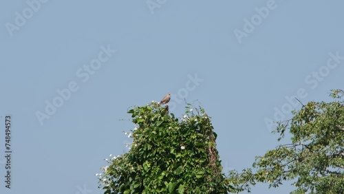 Looking behind while on top a tree as the camera zooms out, Rufous-winged Buzzard Butastur liventer, Thailand photo