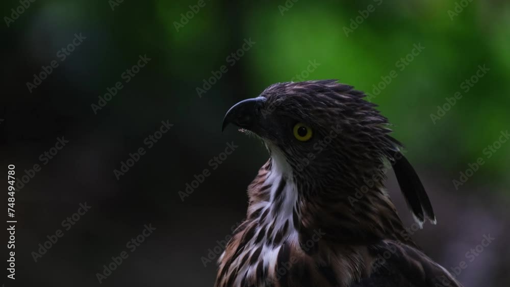 Vidéo Stock Looking up to the right and then turns its head to the left ...