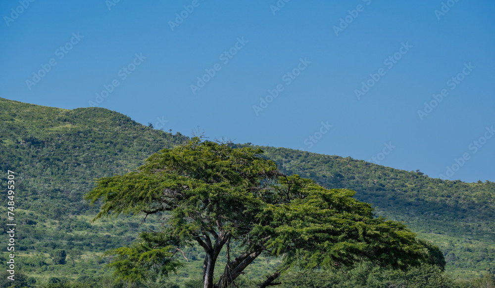 Buschland im Naturreservat Hluhluwe Imfolozi Park Südafrika