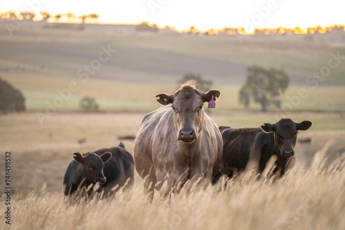 cows and calfs grazing on dry tall grass on a hill in summer in australia. beautiful fat herd of cattle on an agricultural farm in an australian in summer