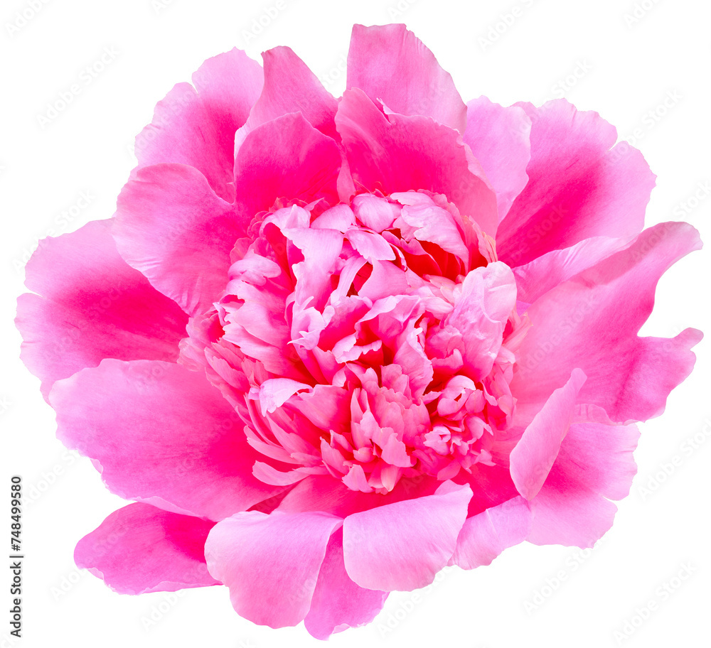 Pink peony flower on isolated background. Closeup. For design. Transparent background. Nature. Pink peony flower on isolated background. Closeup. For design. Transparent background. Nature.