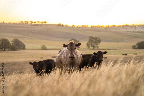 Fototapeta Naklejka Na Ścianę i Meble -  Stud Angus cows in a field free range beef cattle on a farm. Portrait of cow close up in summer.