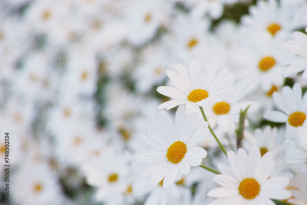 Obraz premium Flowers, daisies and field in garden closeup, environment and park in summer. Leaves, chamomile plant and meadow in nature outdoor for growth, ecology and natural floral bloom in the countryside