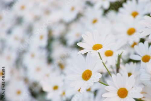 Flowers  daisies and field in garden closeup  environment and park in summer. Leaves  chamomile plant and meadow in nature outdoor for growth  ecology and natural floral bloom in the countryside