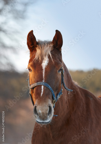 Horse, portrait and countryside land in nature ranch or environmental outdoor for adventure, agriculture or wellness. Stallion, face and grass field in Texas for riding farmland, vacation or travel