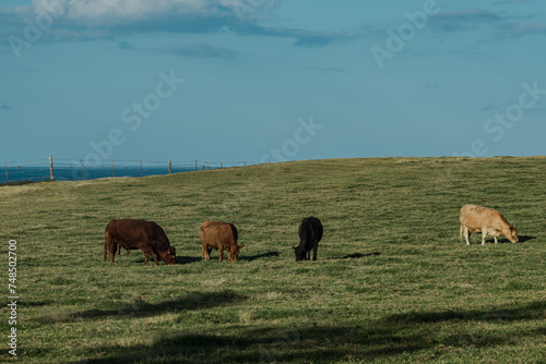 Cattle (Bos taurus) are large, domesticated, bovid ungulates widely kept as livestock. Hookipa Lookout, Paia Maui Hawaii