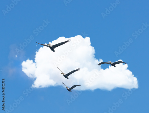 Flight, cloud and group of birds on blue sky together, animals migration and travel in air. Nature, wings and flock flying in formation with calm freedom, tropical summer and wildlife with feathers © Dhoxax/peopleimages.com